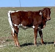 Rural Safari Son x Grand Smile 2022 heifer