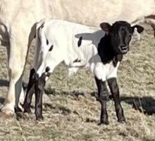 JH Rural Safari Son x Tibb Smile 2023 bull