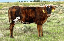 DB Rural’s Jam