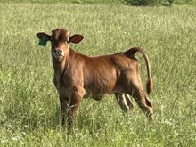 DCT - GASTON x DH ROWDYS FORTUNE (H)