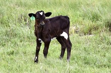 DCT - JH RURAL SAFARI SON x SADDLE JEWEL (H) F07