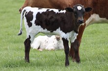 DW BIG DANCE X RURAL SAFARI SON 2023 HEIFER