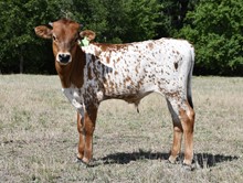 DCT - BWANA CHEX x BL SASSY (B)