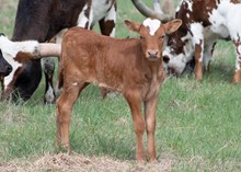 DCT - JH RURAL SAFARI SON x BL SAUCY DANCER (B)