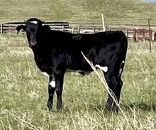 Rural Safari Son x Clear Promise 2022 heifer