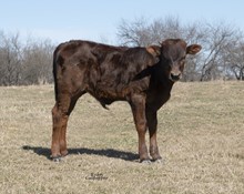 DCT - CHARD IRON x DH CENTERFOLD - STEER