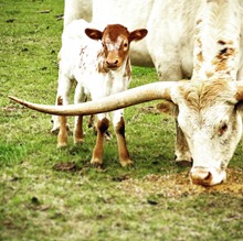 DCT - JH RURAL SAFARI SON x DH ROWDYS MELODY (B)