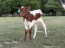 DCT - GASTON x VIVIANA BCB (H)