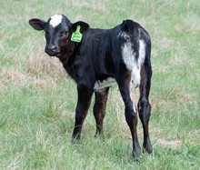 DCT - JH RURAL SAFARI SON x HICKS EL SUN SHINE (H)