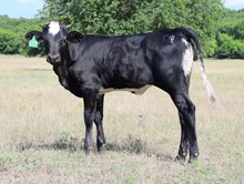 DCT - JH RURAL SAFARI SON x HICKS EL SUN SHINE (H)