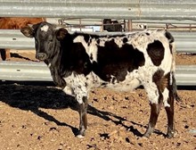 JH Rural Safari Son x Jest As Fast 2022 heifer