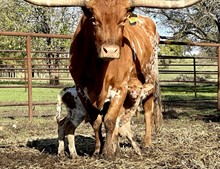 DCT - HL OPEN RANGE x HORSESHOE J HEARTTHROB (B)