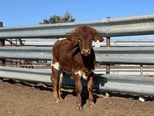 02/J1 Bull Calf