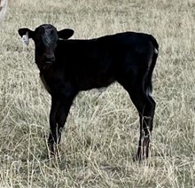 JH Rural Safari Son x LL Pistol 2022 heifer