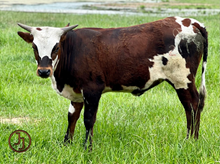 JJ RURAL FRANCI