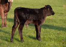 DCT - JH LIGHTNING N A BOTTLE x RHF RIOS QUEEN (B)