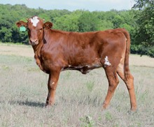 DCT - JH RURAL SAFARI SON x RRR MISS PATTY 724 (H)