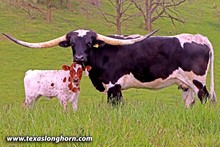Dickinson - Rebel HR x Saddle Jewel - Heifer