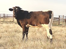 DCT RIDE THE LIGHTNING x DCT TIFFANY (B)