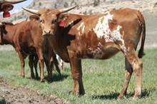 High Caliber/Picture Me Gold heifer