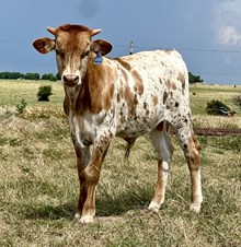 DCT - GAME CHANGER 044 x DH ROWDYS FORTUNE (B)