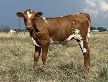 DCT PAINTED DAYDREAM