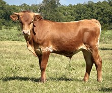 DCT - GAME CHANGER 044 x DCT HULA (B)