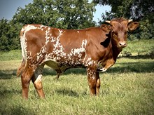 DCT - GAME CHANGER 044 x RHF RIO QUEEN (B)