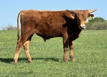 DCT - LVR Sweet Sunshine - Bull