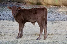 Bull Calf 444