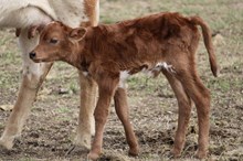 Bull Calf 517